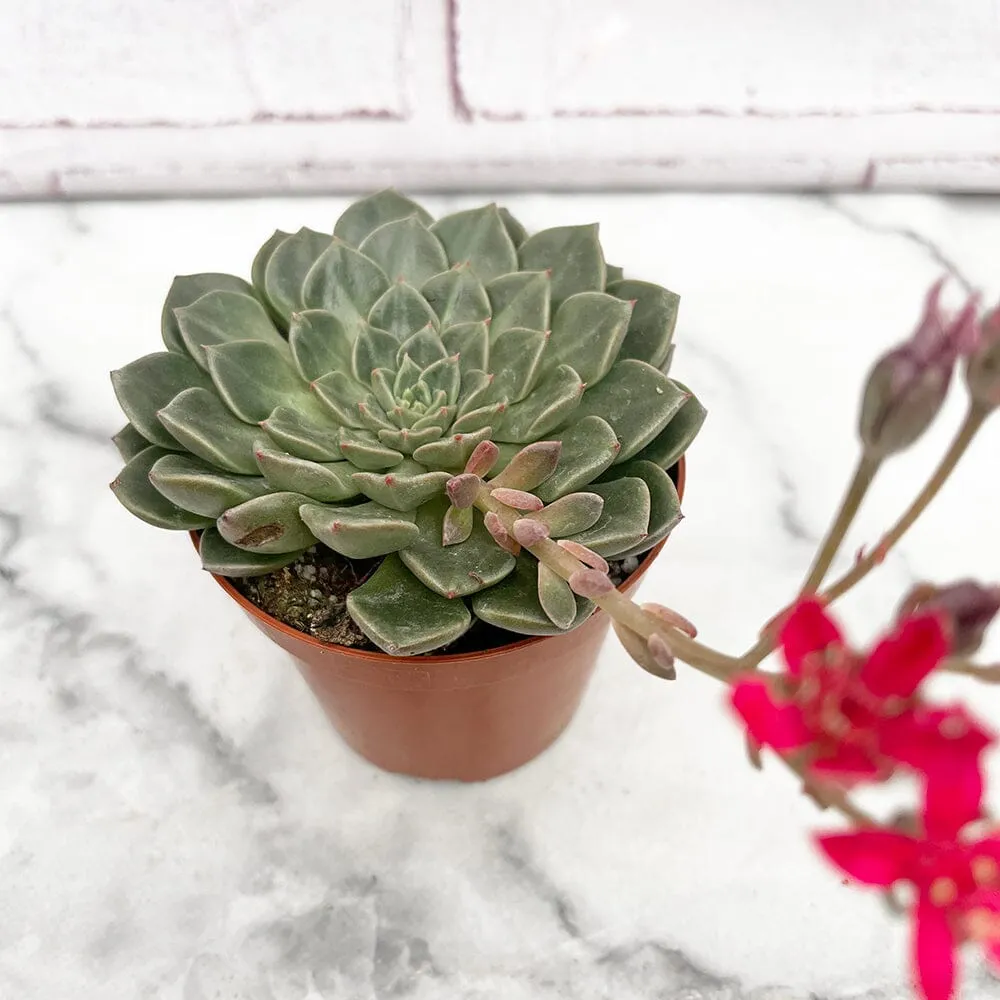 10 - 15cm Echeveria Glauca House Plant 9cm Pot