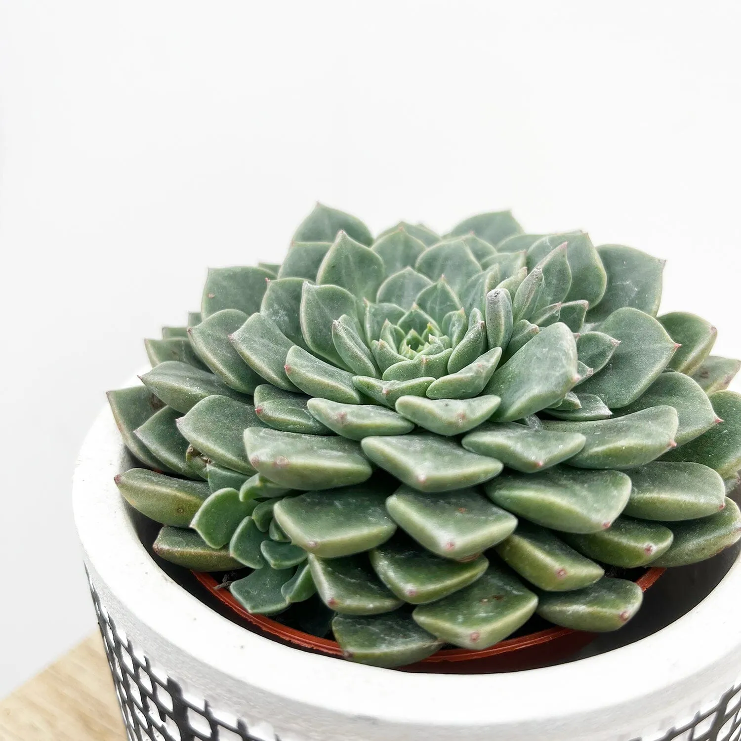 10 - 15cm Echeveria Glauca House Plant 9cm Pot