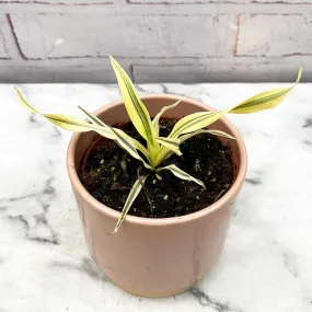 15 - 30cm Variegated Yucca Bright Star 9cm Pot