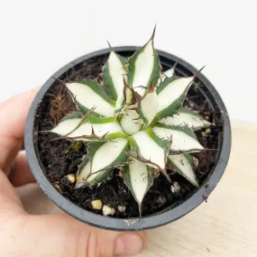 5 - 15cm Agave Peace Revolution Succulent 9cm Pot House Plant